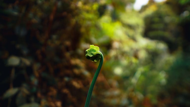 Unleashing Your Inner Explorer: The Thrill of Outdoor Adventures Awaits