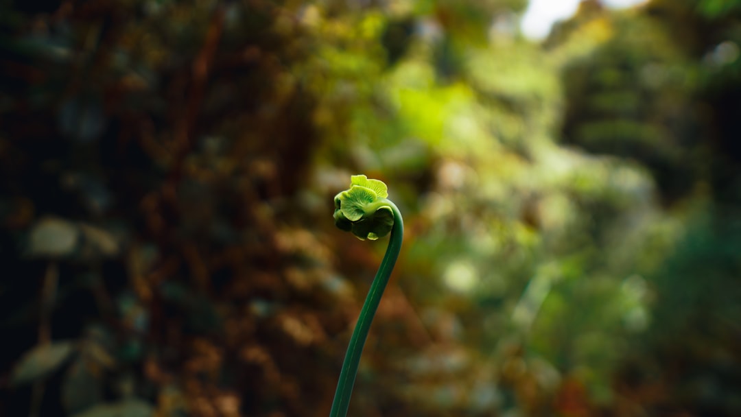 Unleashing Your Inner Explorer: The Thrill of Outdoor Adventures Awaits